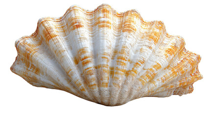 Obraz premium Beautiful seashell with orange and white stripes, perfect for coastal decor
