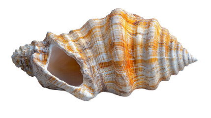 Obraz premium beautiful orange and white seashell with intricate patterns and textures