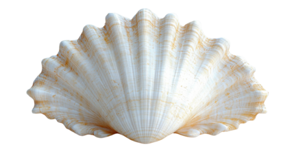 beautiful white seashell with ridges and smooth surface, perfect for coastal decor