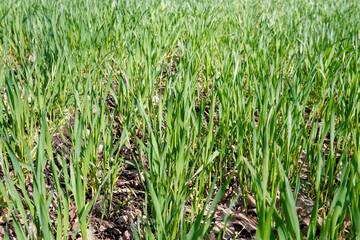 A vibrant close-up view of a lush green wheat field in spring, showing young, healthy plants growing under natural sunlight.