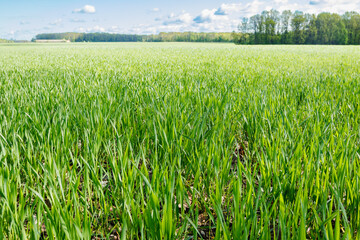 A vibrant close-up view of a lush green wheat field in spring, showing young, healthy plants growing under natural sunlight