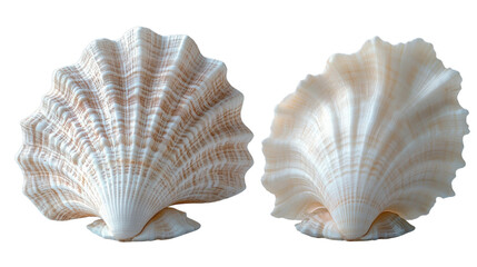 Obraz premium Beautiful seashells with intricate patterns and textures, showcasing natural elegance and marine beauty