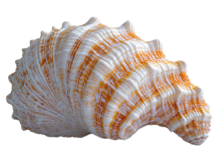 beautiful orange and white seashell with intricate patterns and textures, perfect for beach decor or marine themed designs