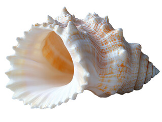 beautiful conch shell with intricate patterns and smooth surface, showcasing natural colors and textures