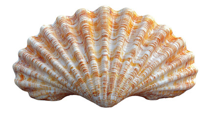 Obraz premium detailed and textured seashell with orange and white stripes, showcasing natural beauty