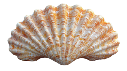 detailed and textured seashell with orange and white stripes, showcasing natural beauty