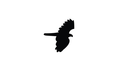 Flying African cuckoo hawk bird Silhouette Design  And Vector Illustration. 