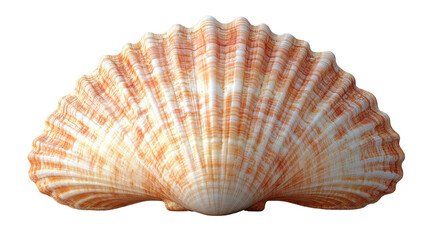 Obraz premium beautiful orange and white scallop shell with intricate ridges and patterns, perfect for beach decor or marine themed designs
