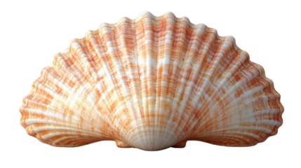 beautiful orange and white scallop shell with intricate ridges and patterns, perfect for beach decor or marine themed designs