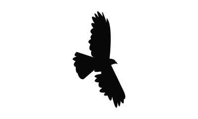 Flying African cuckoo hawk bird Silhouette Design  And Vector Illustration. 