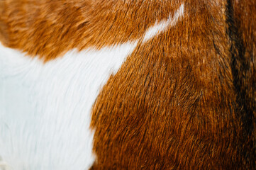 animal fur texture close up