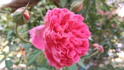 Obraz premium pink and white flower