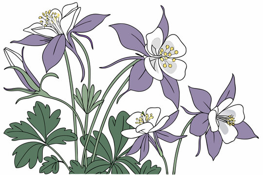 Clusters of Colorado columbines in shades of purple and white.