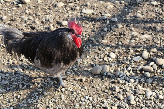 COQ