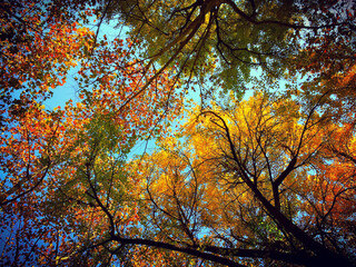 autumn leaves against blue sky