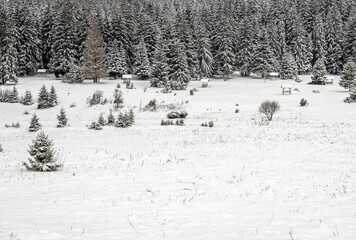 Snow-covered trees in Igman, Sarajevo, Bosnia and Herzegovina