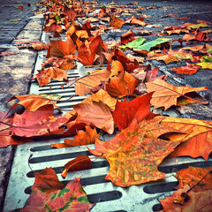 autumn leaves on the ground