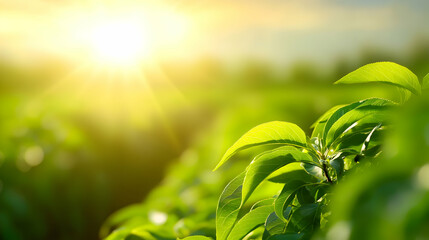 Vibrant Green Tea Leaves at Sunrise
