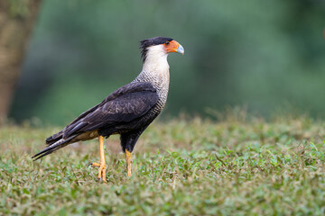 The crested caracara, Caracara plancus, also known as the Mexican eagle