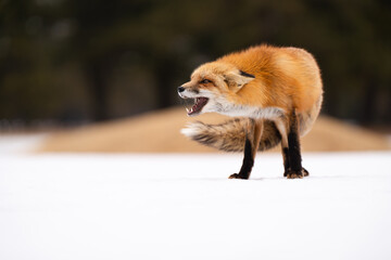 red fox in snow