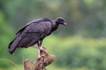 Coragyps atratus, The black vulture, also known as American or Mexican vulture