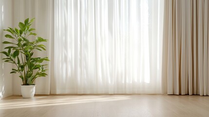 Sunlit room, plant, sheer curtains, hardwood floor, minimalist interior design