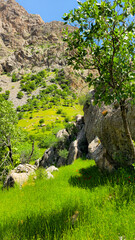 Rocky mountain slope with scattered boulders and vibrant spring greenery, featuring trees and shrubs under clear blue sky in a lush alpine landscape.  
📍Zhivar, Hawraman Takht 
