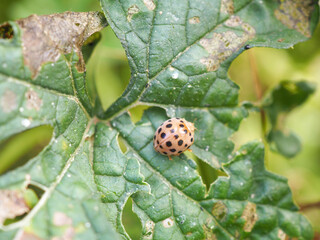 Eggplant beetles, 28 spots eats bitter gourd leaves, causing damage to the leaves. Pesticide or...