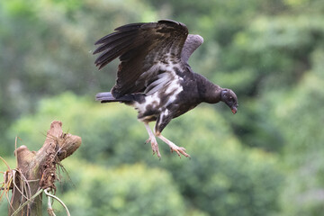 Coragyps atratus, The black vulture in flight