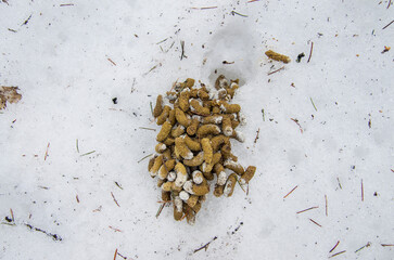 Southern Urals, hazel grouse droppings (Tetrastes bonasia) on snow in spring.