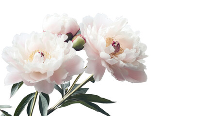 Fototapeta premium Blooming pink peonies on transparent background: elegance and beauty combined