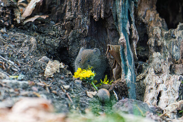 エゾヤチネズミ