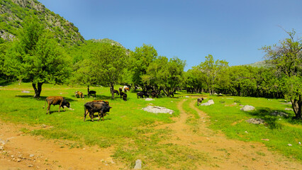 Cows graze calmly in a vibrant green plain dotted with trees and rocks, beneath a clear blue spring...