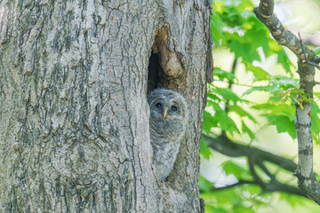 エゾフクロウの雛