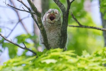 エゾフクロウの雛