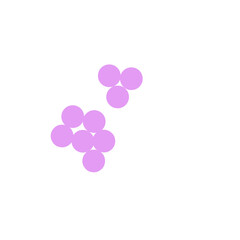 staphylococcus aureus bacteria