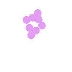 staphylococcus aureus bacteria