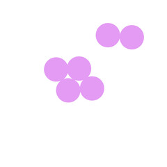 staphylococcus aureus bacteria