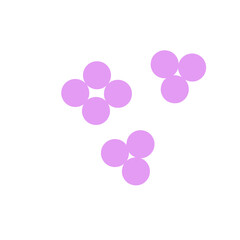 staphylococcus aureus bacteria