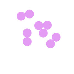 staphylococcus aureus bacteria