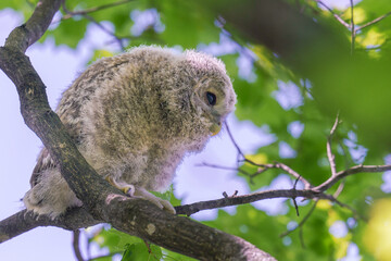エゾフクロウの雛