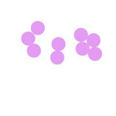 staphylococcus aureus bacteria