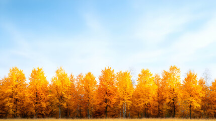 Fototapeta premium Vibrant Yellow Trees Against a Blue Sky