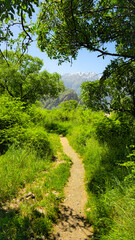 Fototapeta premium A narrow spring trail winds through lush greenery and trees under a clear blue sky, offering a peaceful path for nature walks and outdoor exploration. 📍Kolij - Kulich, Sarvabad 