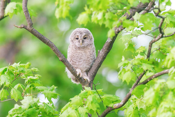 エゾフクロウの雛