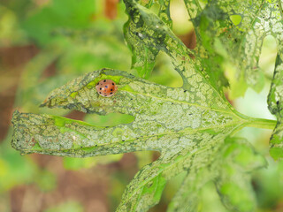 Eggplant beetle, 28 spots on bitter gourd leaves use for pesticide or insecticide product concept, Closeup photo, blurred.