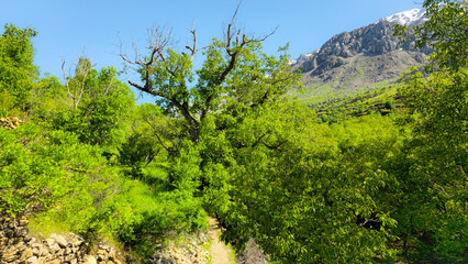 Lush green orchards with a mountain in the background under a clear blue sky.  
📍Hawraman Takht,...