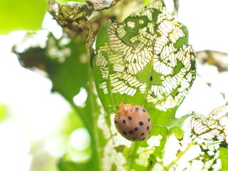 Eggplant beetle, 28 spots on bitter gourd leaves use for pesticide or insecticide product concept,...