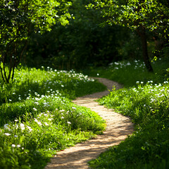 Fototapeta premium Winding Path Through a Sun Dappled Garden