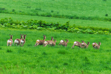 Obraz premium ダッシュ